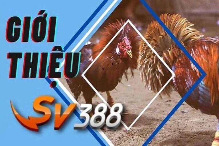 Giới thiệu thông tin về SV388 